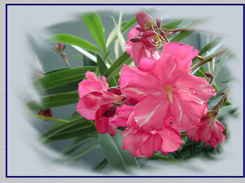 Oleander, pink, flowers HD wallpaper