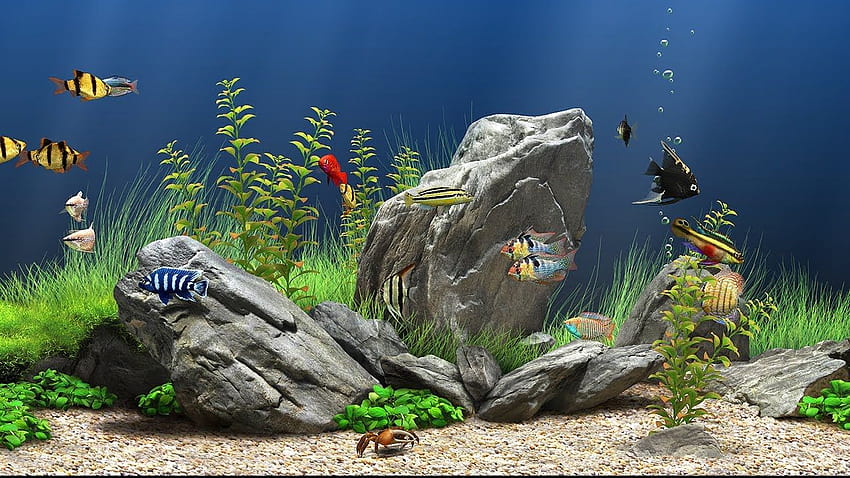 Màn hình chuyển động đồng hồ bơi sẽ khiến cho màn hình in đậm sự nghiệp của bạn hơn bao giờ hết! Sử dụng Dream Aquarium 3D screensaver để tạo ra một không gian làm việc tuyệt vời và giúp bạn thư giãn sau những giờ làm việc căng thẳng. Hình ảnh chuyển động mượt mà và màu sắc rực rỡ sẽ làm cho bạn bị thu hút ngay từ cái nhìn đầu tiên.
