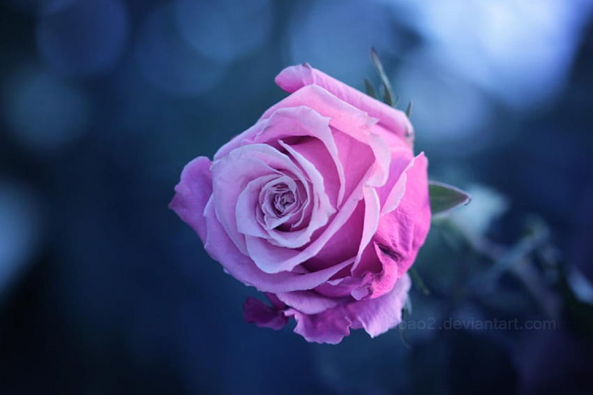La bellezza della rosa, tenerezza, boccioli, bella, bellezza, rosa, delicata, petali, fiori, natura, fiori, fioriture, bella Sfondo HD