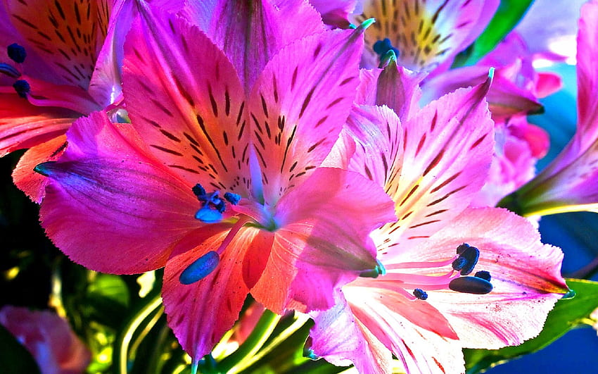 Kelembutan Kecantikan, warna-warni, kasih sayang tercinta, grafik, warna, musim semi, serbuk sari, manis, lukisan alam benda yang indah, indah, musim, kreatif pra-dibuat, ungu, cinta empat musim, lukisan alam benda, merah muda, alam, bunga, anggrek Wallpaper HD