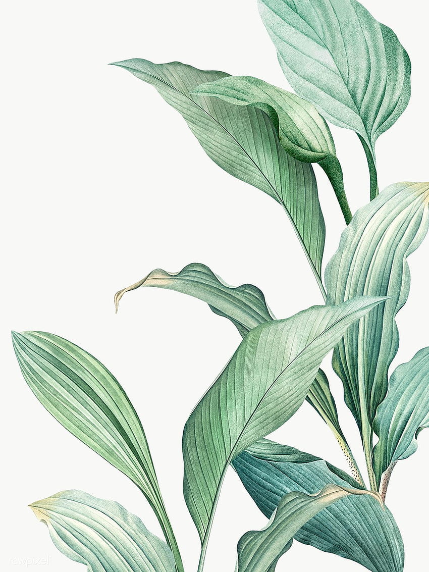 premium png от ръчно рисувани тропически листа PNG прозрачен. Тропическо изкуство, Рисуване на растения, Изкуство на растения, Акварел на растенията HD тапет за телефон