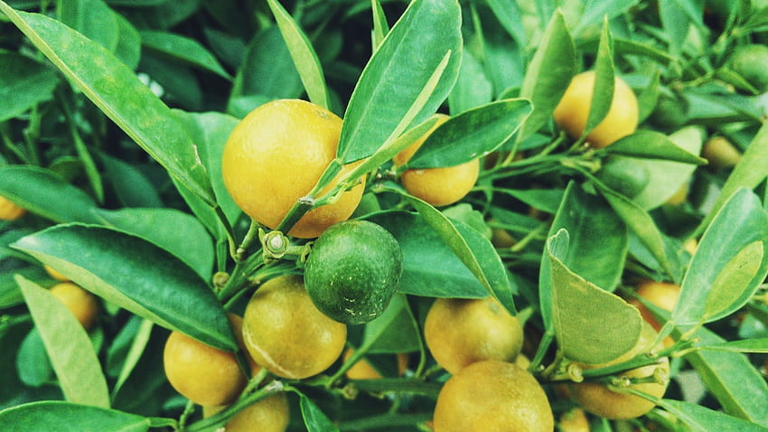 Lemon, Tree, Leaves, Branches, Fruits for iMac 27 inch HD wallpaper