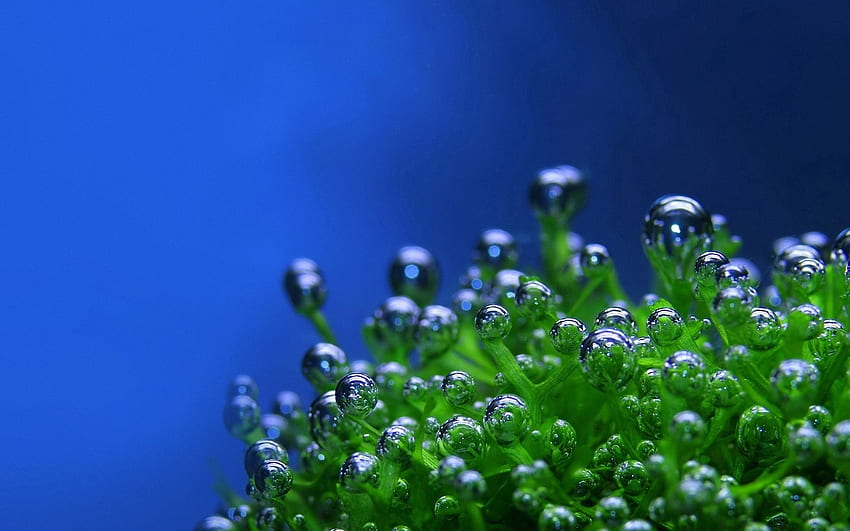 Blasen, Tropfen, Pflanze, Makro, blauer Hintergrund HD-Hintergrundbild