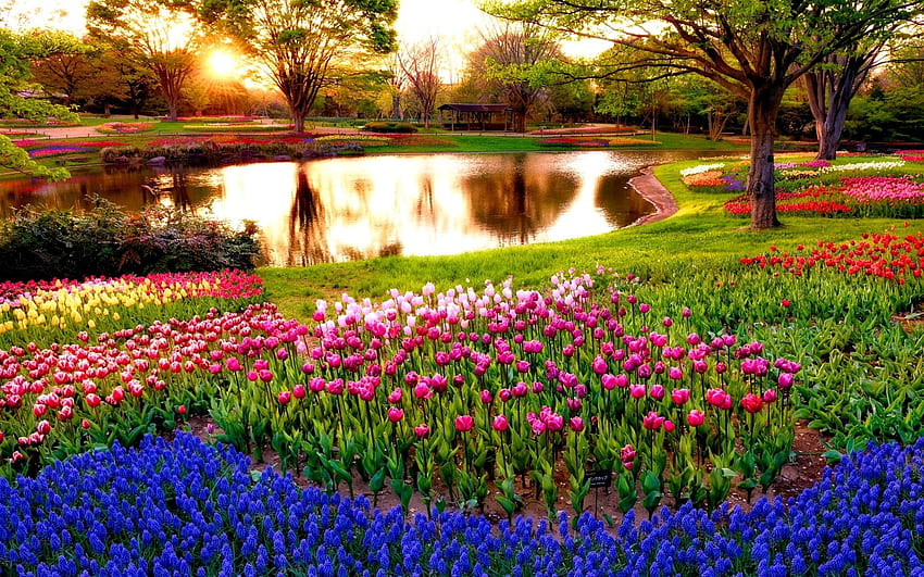 Parques de atracciones: PARQUE COLORIDO Muscari Gardens Parks Light Tokyo Sun, Spring Morning fondo de pantalla