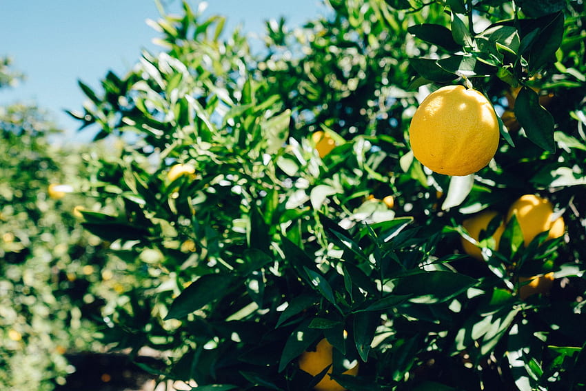 Albero di limone adorabile per, albero di agrumi Sfondo HD