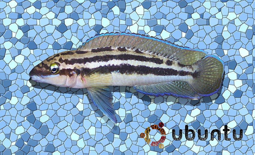 julidochromis, animal, caban, rare, samuel, live, top, puerto, africa, rico, life, linux, fish, ubuntu, good fondo de pantalla