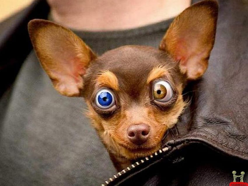 Blue And Hazel, blue, dog, eyes, funny, hazel HD wallpaper
