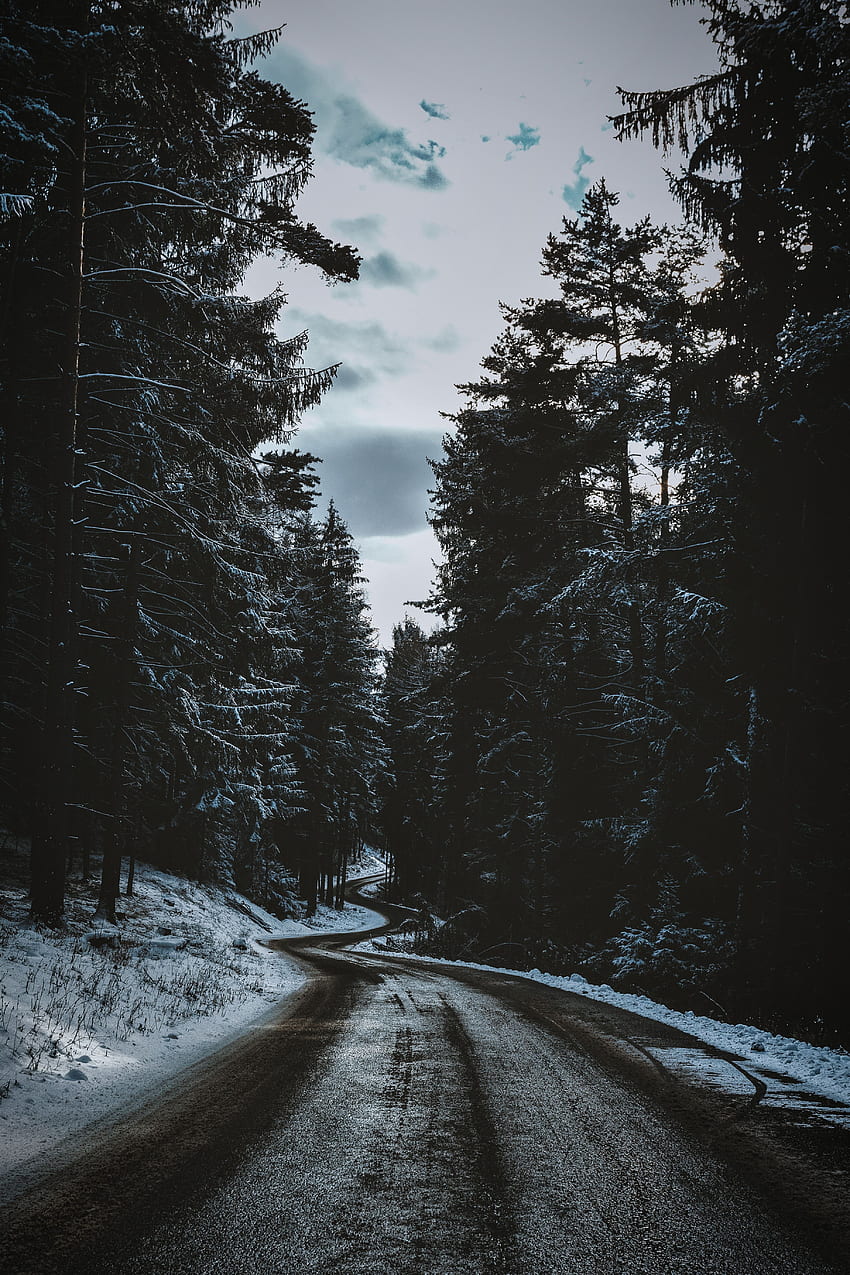 Winter, Nature, Trees, Snow, Road, Winding, Sinuous HD phone wallpaper