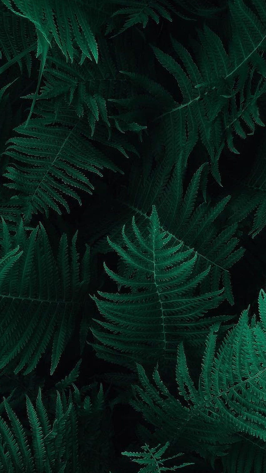 iPhoneX. hoja verde naturaleza oscura, hojas de la naturaleza fondo de pantalla del teléfono