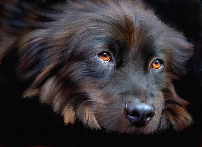 Dog, animal, black, art, eyes, digital, face, luminos, caine HD wallpaper
