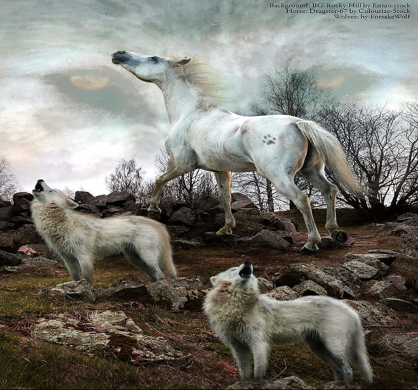 オオカミと馬、捕食者、ハンター、オオカミ、野生動物 高画質の壁紙