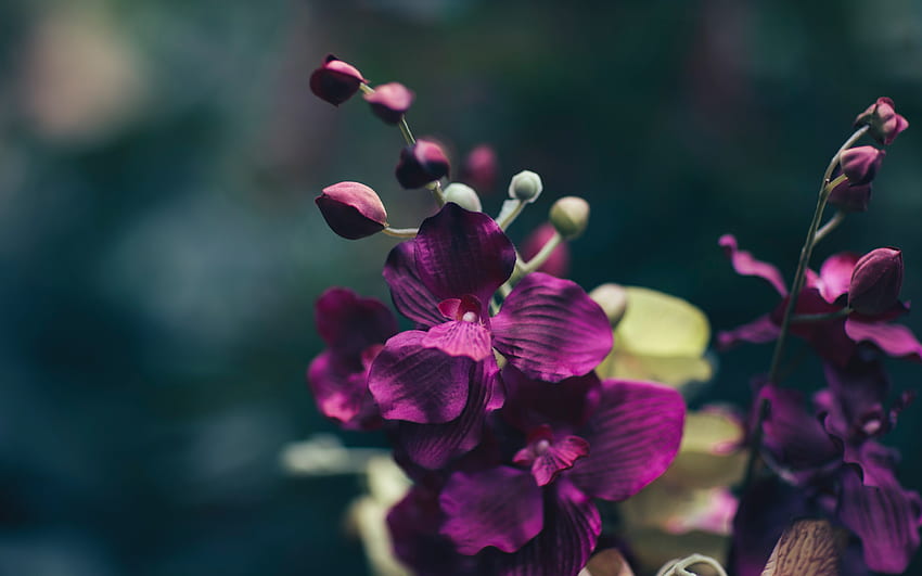 Цветя, Виолетово, Цвете, Венчелистчета, Лилаво HD тапет