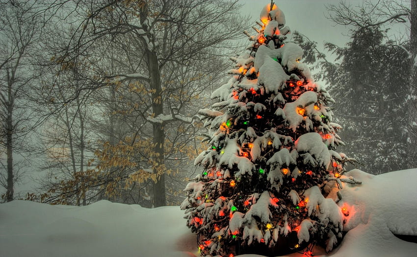 Празници, Зима, Дървета, Нова Година, Сняг, Коледа, Празник, Коледна елха, Гирлянди, Гирлянди HD тапет
