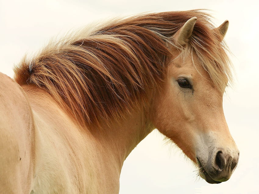 : head Horses, , , horse on white HD wallpaper
