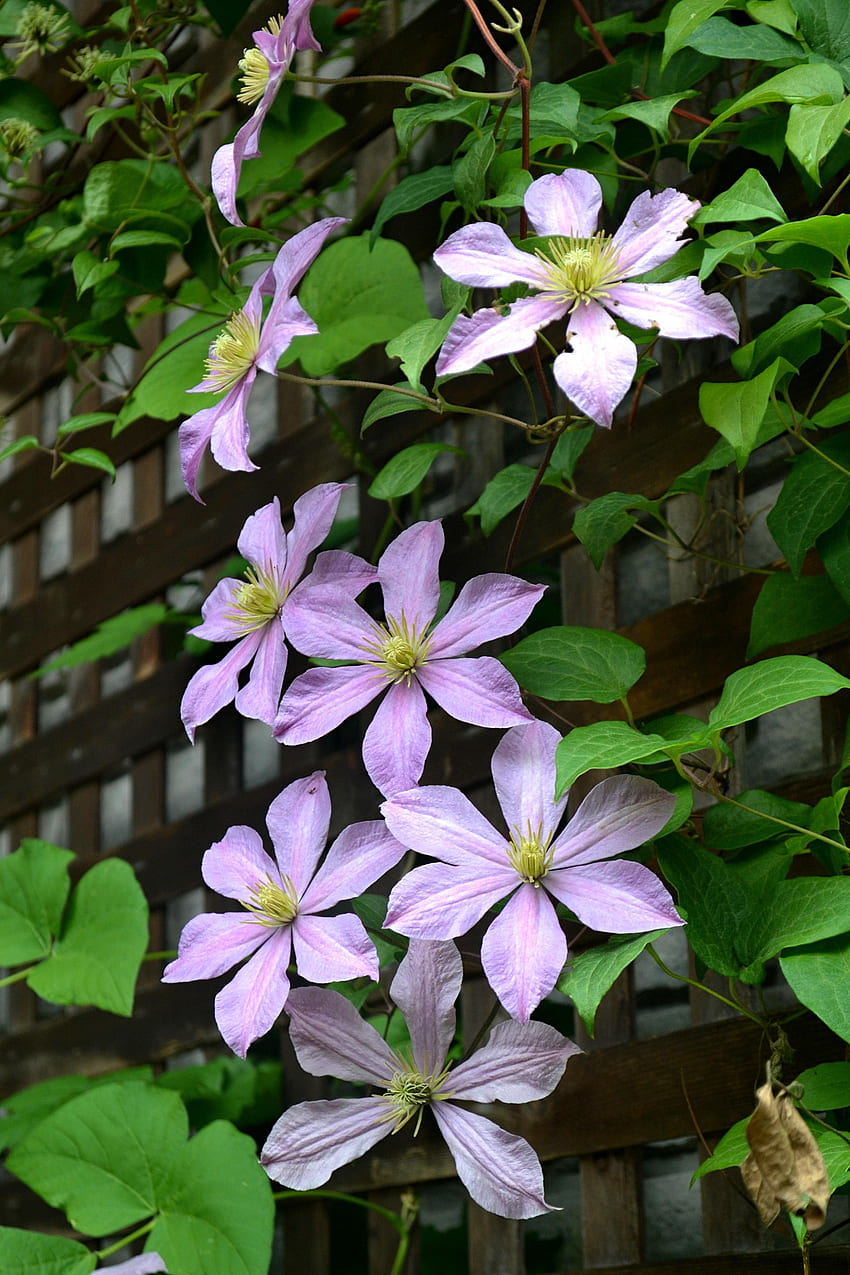 Flowers, Leaves, Petals, Clematis HD phone wallpaper