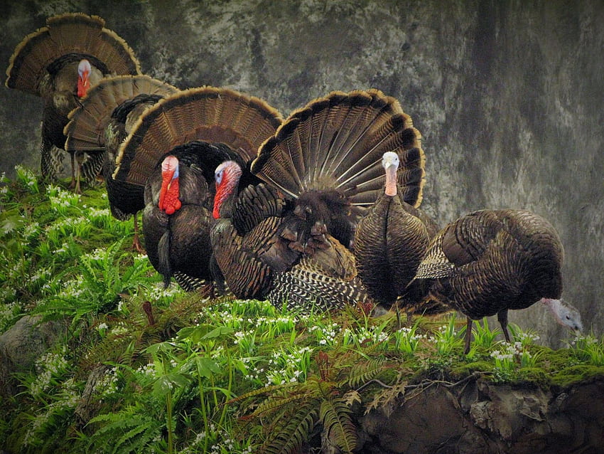 Eastern Wild Turkey, NWTF HD wallpaper