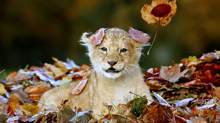 Animal's : $2019 Lion cub Ultra cute Baby Lion Lion cubs gallery HD wallpaper