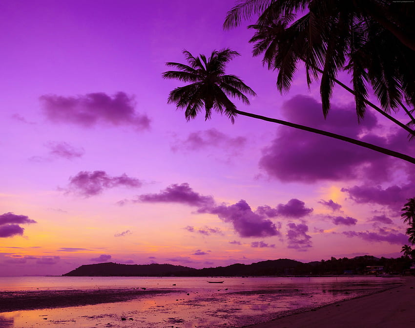 Purple Palm Trees HD wallpaper
