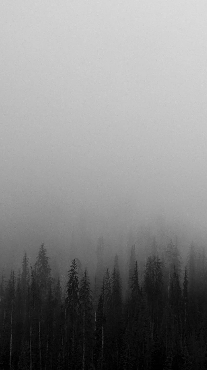 Black And White Mist Forests . Forest Iphone, Tree Iphone, Dark Iphone HD phone wallpaper