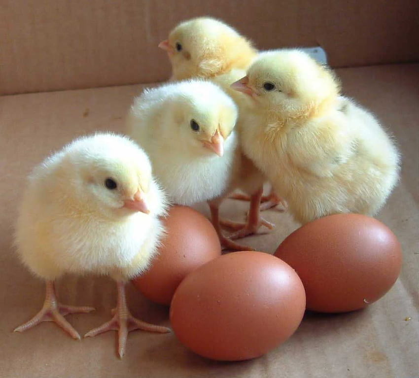 새, 아름다운, 갈색 계란, 노랑 HD 월페이퍼