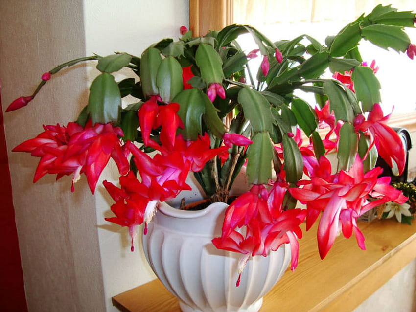 How the Christmas Cactus Came to Be – Laidback Gardener, Christmas Succulents HD wallpaper