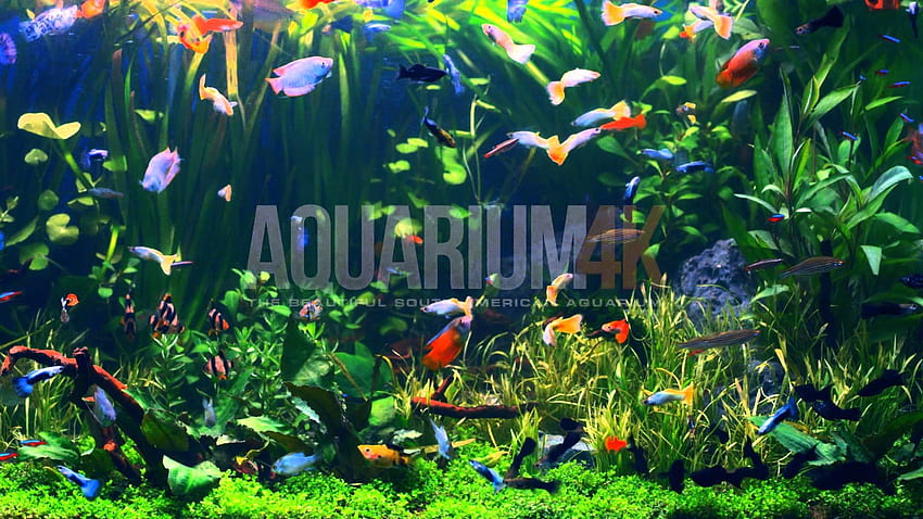 Background Aquarium Elizabethporterdesigns - Planted Aquarium - -, Ultra Aquarium  HD wallpaper | Pxfuel
