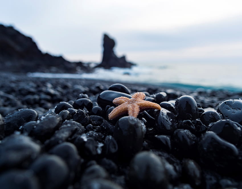 Black rocks, pebble, coast, star fish HD wallpaper