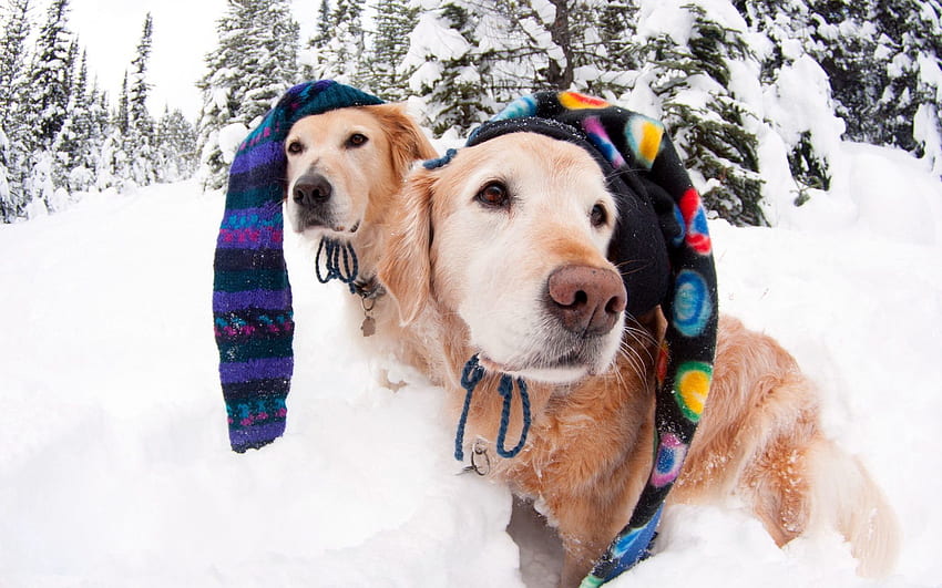 Tiere, Winter, Hunde, Schnee, Hüte, Mützen HD-Hintergrundbild