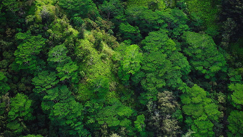 trees, top view, green, forest tablet, laptop background HD wallpaper