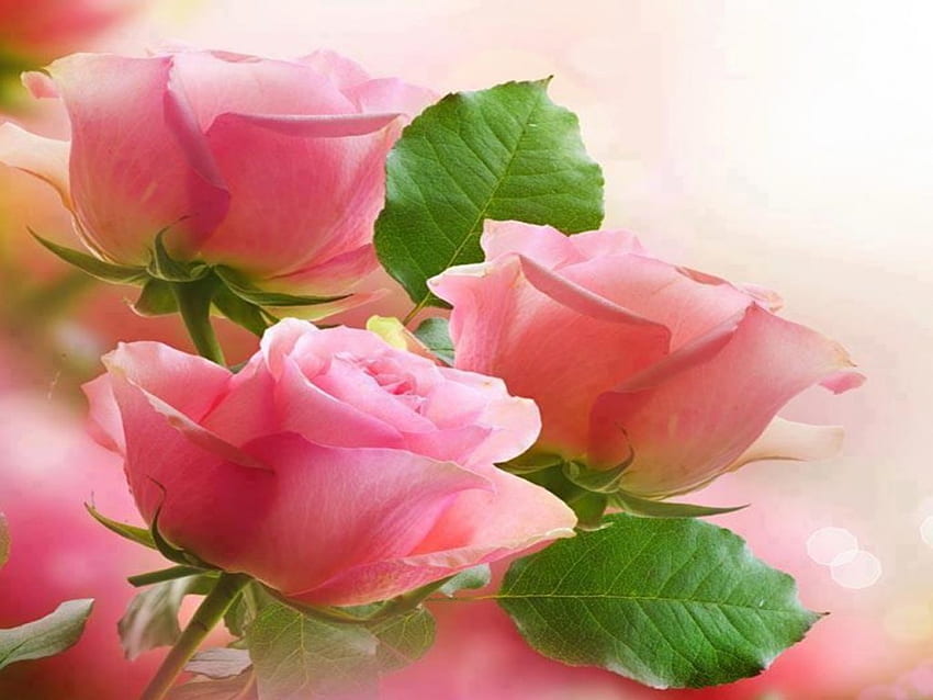 Розови рози, зелени листа, листенца, хубаво HD тапет