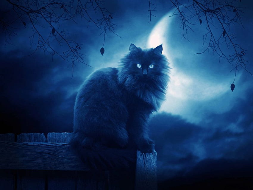 13 Black Cat Blog Web Sitesi Şablonlarıbz [] , Mobil ve Tabletiniz için. Two Moons'u keşfedin. Sailor Moon, Mavi Ay, Soğuk Ay HD duvar kağıdı