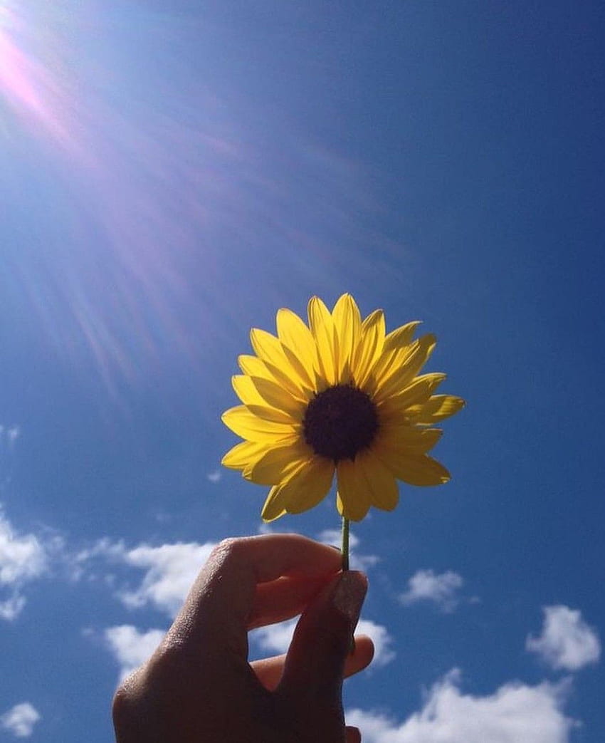 Aesthetic Tumblr Yellow Flowers - Largest Portal, Sunny Flower HD phone wallpaper
