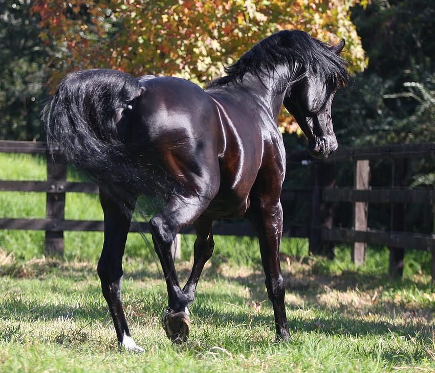 Shiny Beauty, arabian, horses, black, shiny HD wallpaper