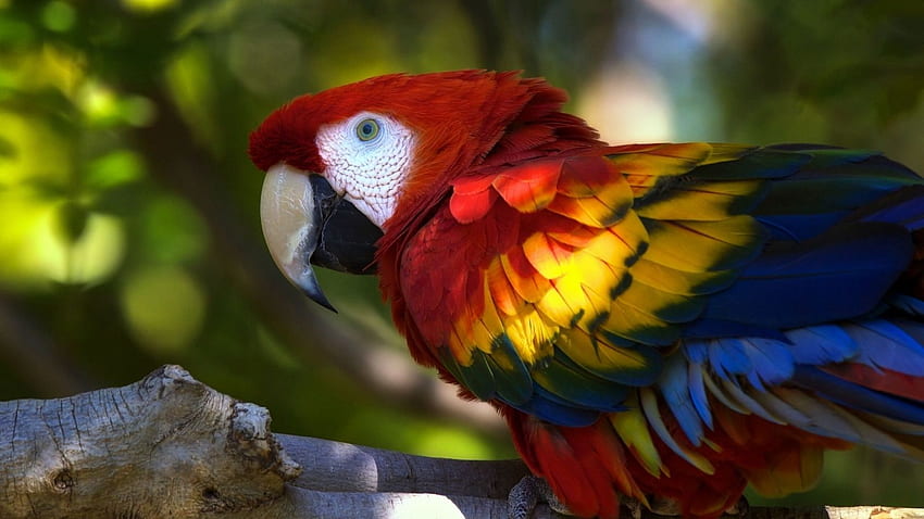 Cute Parrot HD wallpaper | Pxfuel