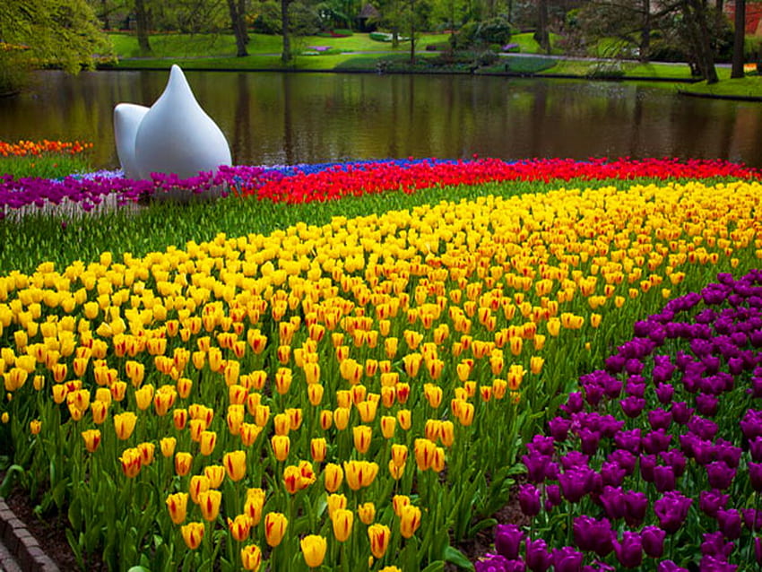 As far as the eye can see, tulips, spring, park, purple, green, yellow, red, trees, flowers HD wallpaper