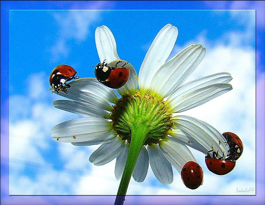 Family outing, blue, ladybugs, white, stem, daisy, petals, flower, red, clouds, sky HD wallpaper