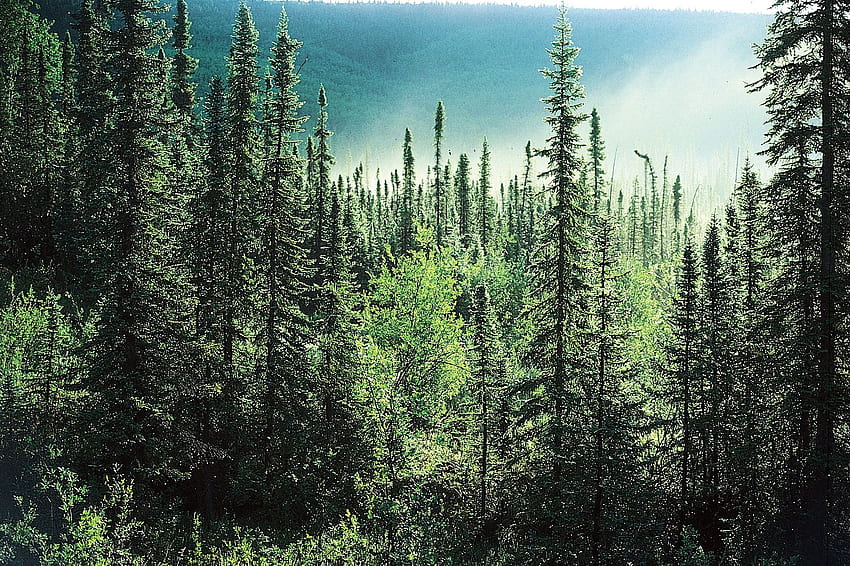Taiga. Pflanzen, Tiere, Klima, Lage & Fakten, Arktischer Wald HD-Hintergrundbild