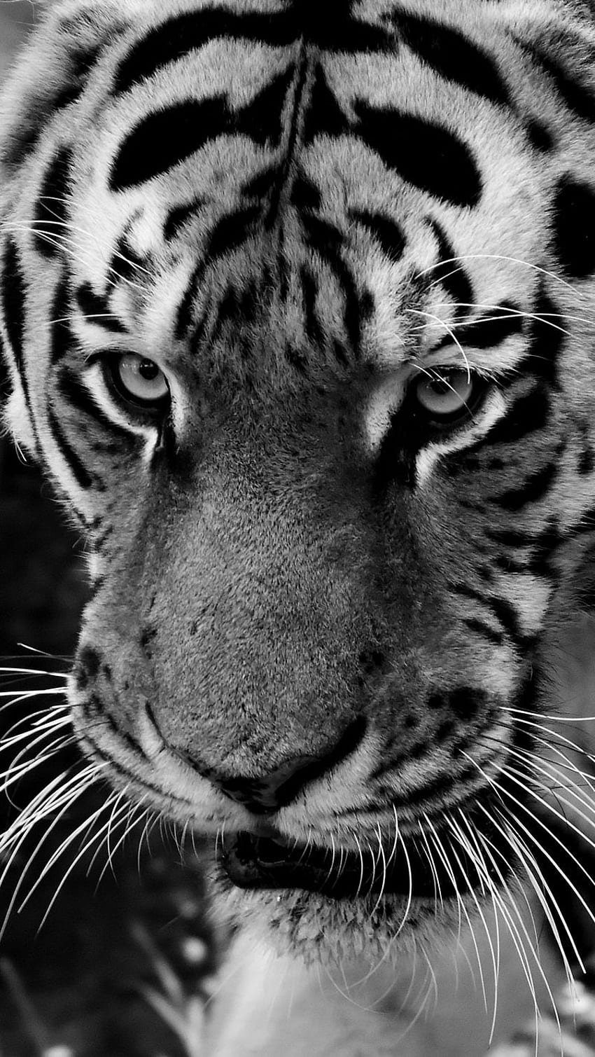 Tiger, muzzle, sight, predator, Tiger 5 HD phone wallpaper | Pxfuel