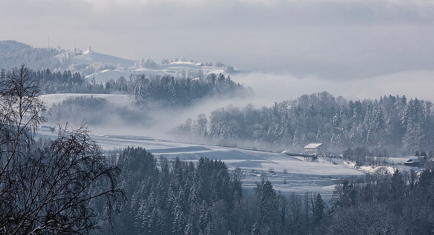 Invierno, Naturaleza, árboles, Nieve, Niebla, Abeto, Suiza fondo de pantalla