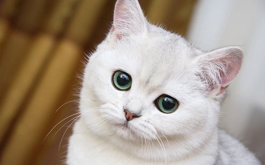 Tiere, Schnauze, nett, Schatz, weiße Katze HD-Hintergrundbild
