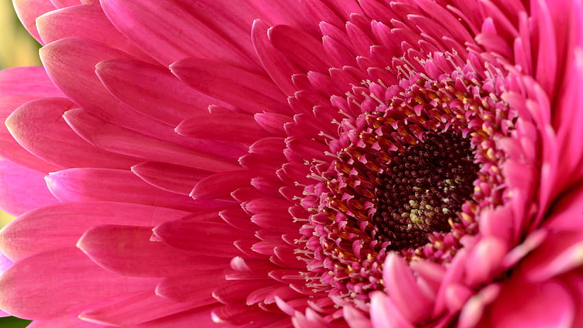 Gerbera Daisy , Daisy flower, Pink Daisy, Pink flower, , Flowers HD wallpaper