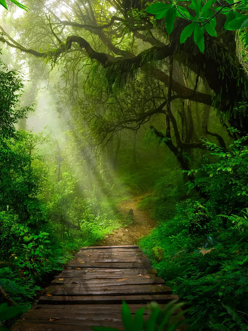 熱帯雨林、緑、自然_風景 HD電話の壁紙