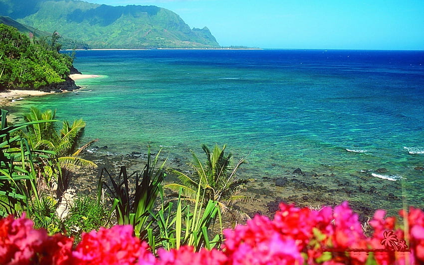 Plaże: Cliff Tropical Coast Plaża z różowymi kwiatami Plaże morskie Tapeta HD