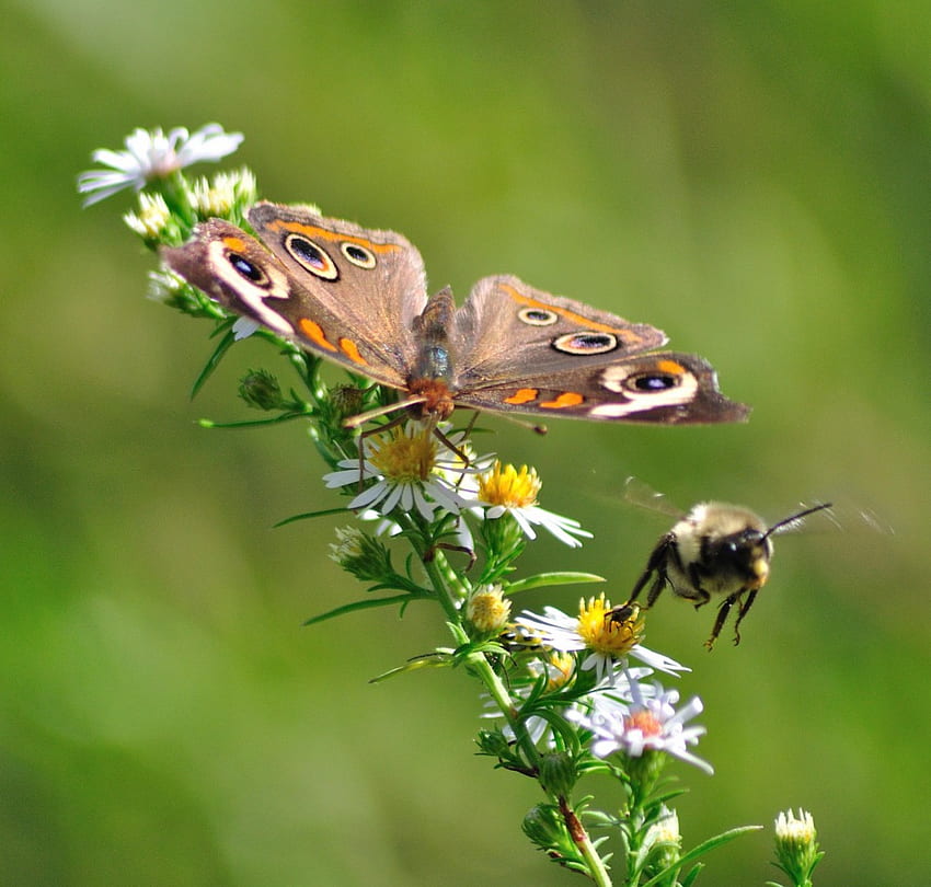 Gemeinsam bestäubende Insekten, Nektar, Blumen, Schmetterling, Biene HD-Hintergrundbild