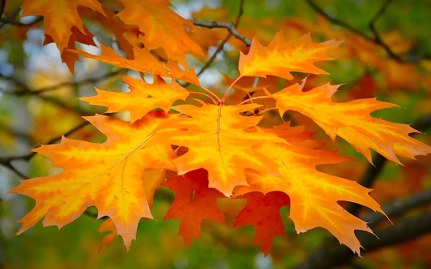 Autumn, Macro, Sheet, Leaf, Maple HD wallpaper