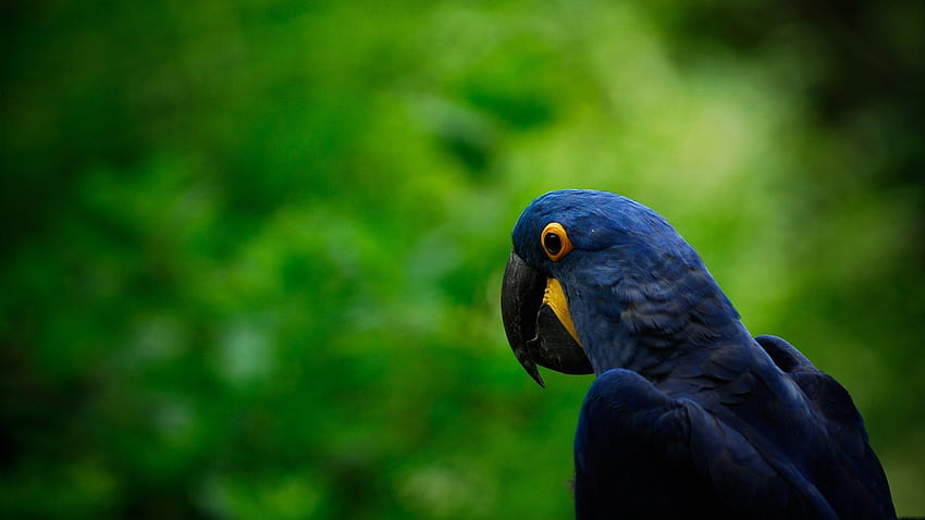 birds, Parrots, Hyacinth, Macaw / and Mobile Background HD wallpaper