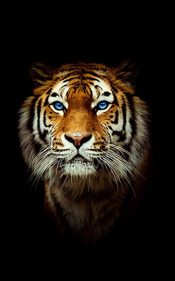 Premium AI Image | Tiger face wallpapers for iphone and android. browse and  enjoy our collection of wallpapers. tiger face wallpaper, tiger face  wallpaper, tiger wallpaper, tiger wallpaper