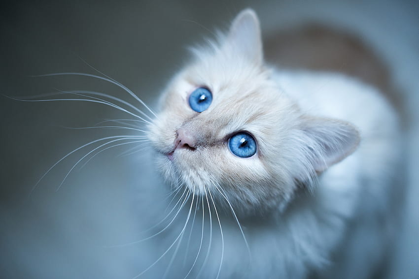 Animali, gatto, museruola, occhi azzurri, occhi azzurri, gatto birmano Sfondo HD