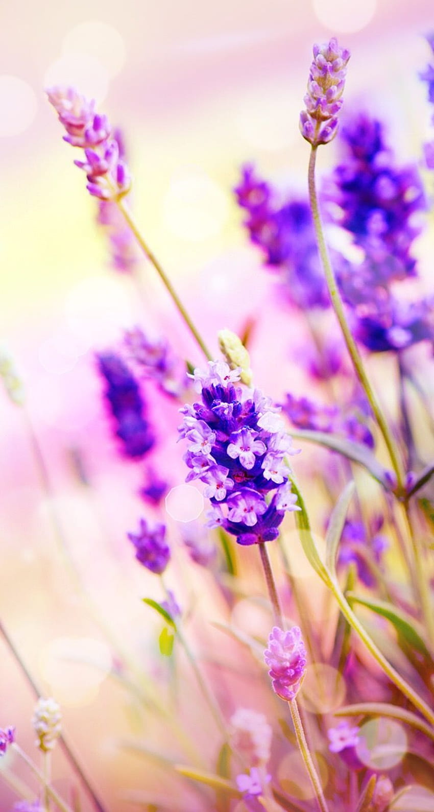 Pin oleh Rachel Merrie di Naturaleza. grafi alam, Bunga mentiroso, Latar belakang, Lavender Floral fondo de pantalla del teléfono