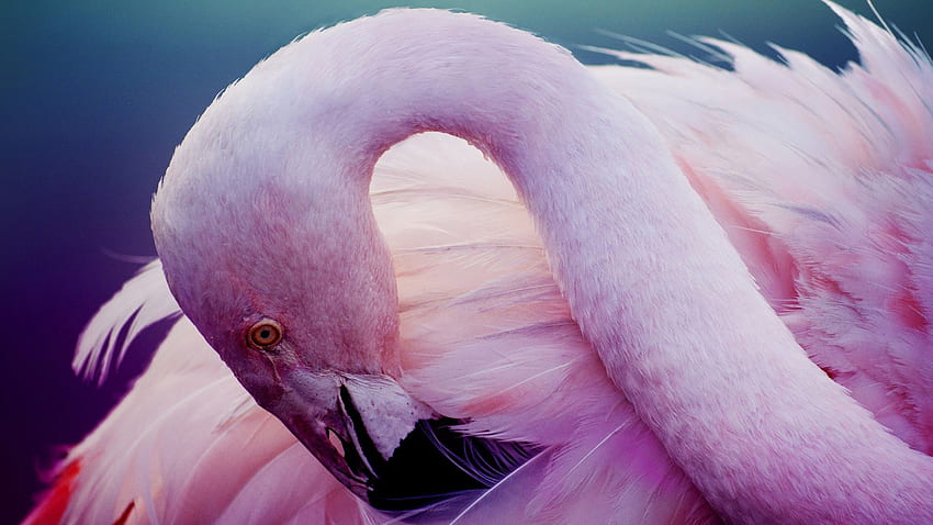 Pink Flamingo HD wallpaper | Pxfuel